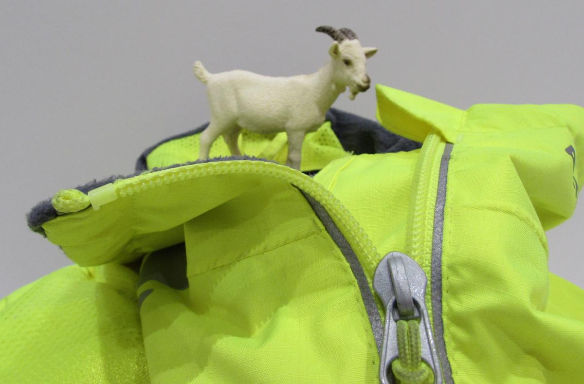 Goat on coat