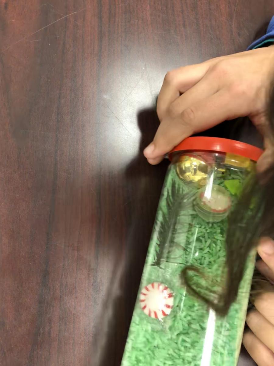 Searching for objects in tube of green rice
