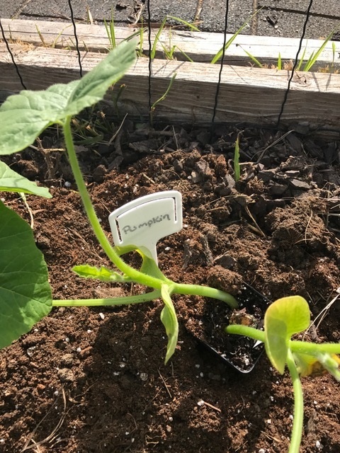 pumpkin label next to the plant