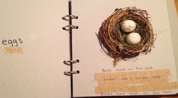 bird book "eggs"