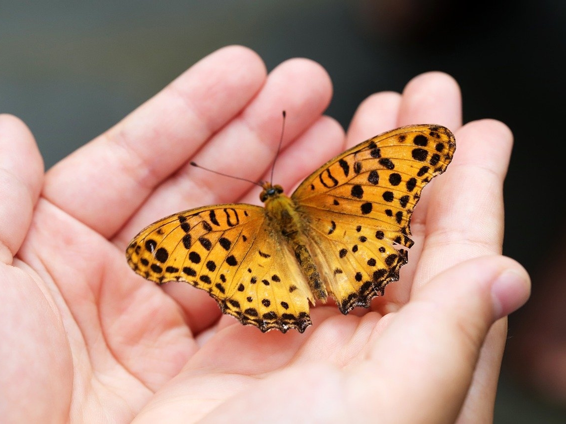 butterfly in a child's hand