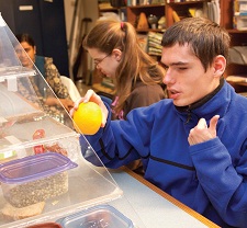 Student places an orange in a food pyramid