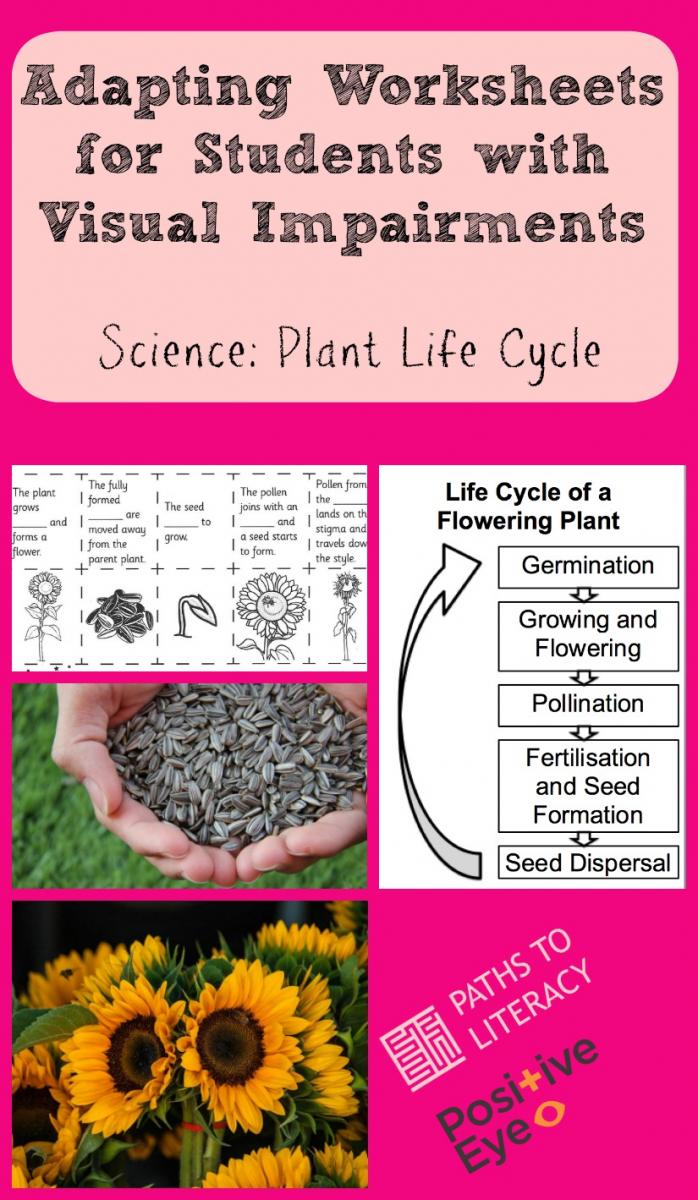 Collage of adapting worksheets:  plant life cycle