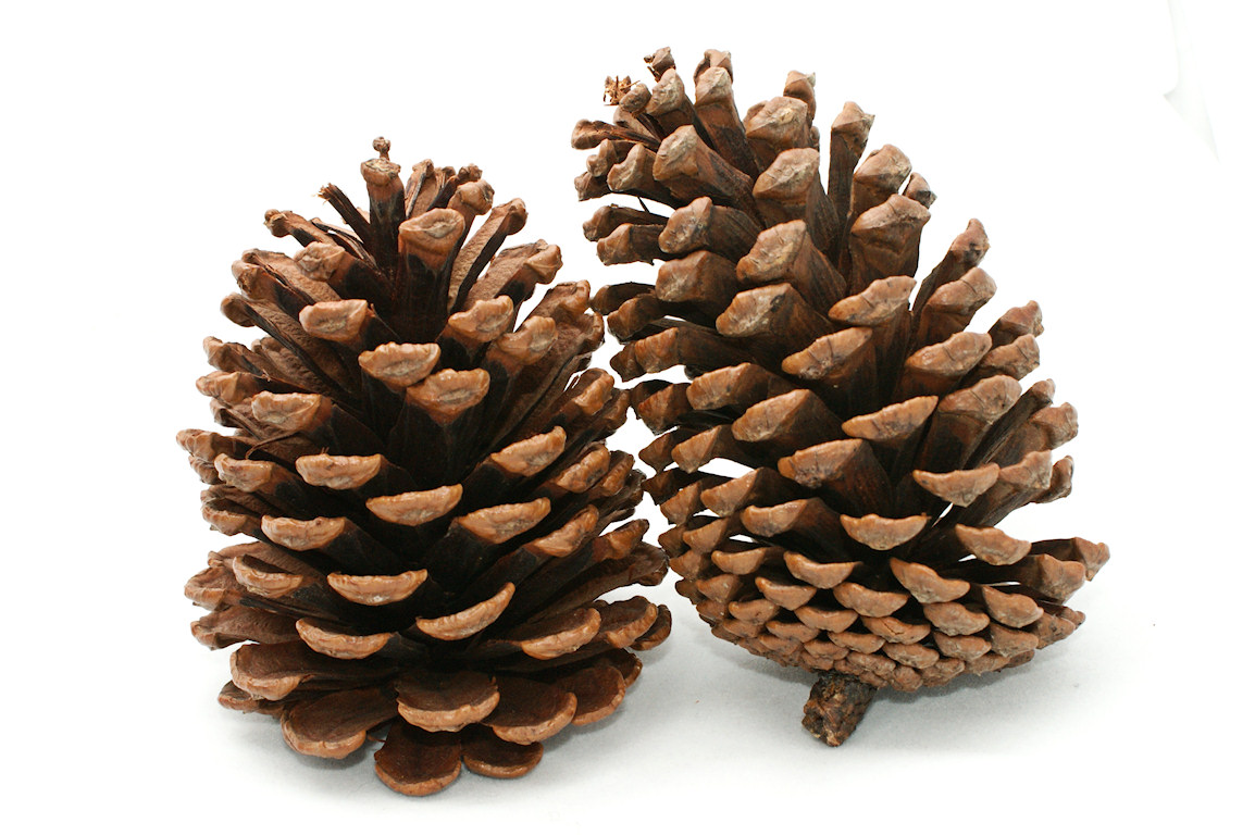 pine cones