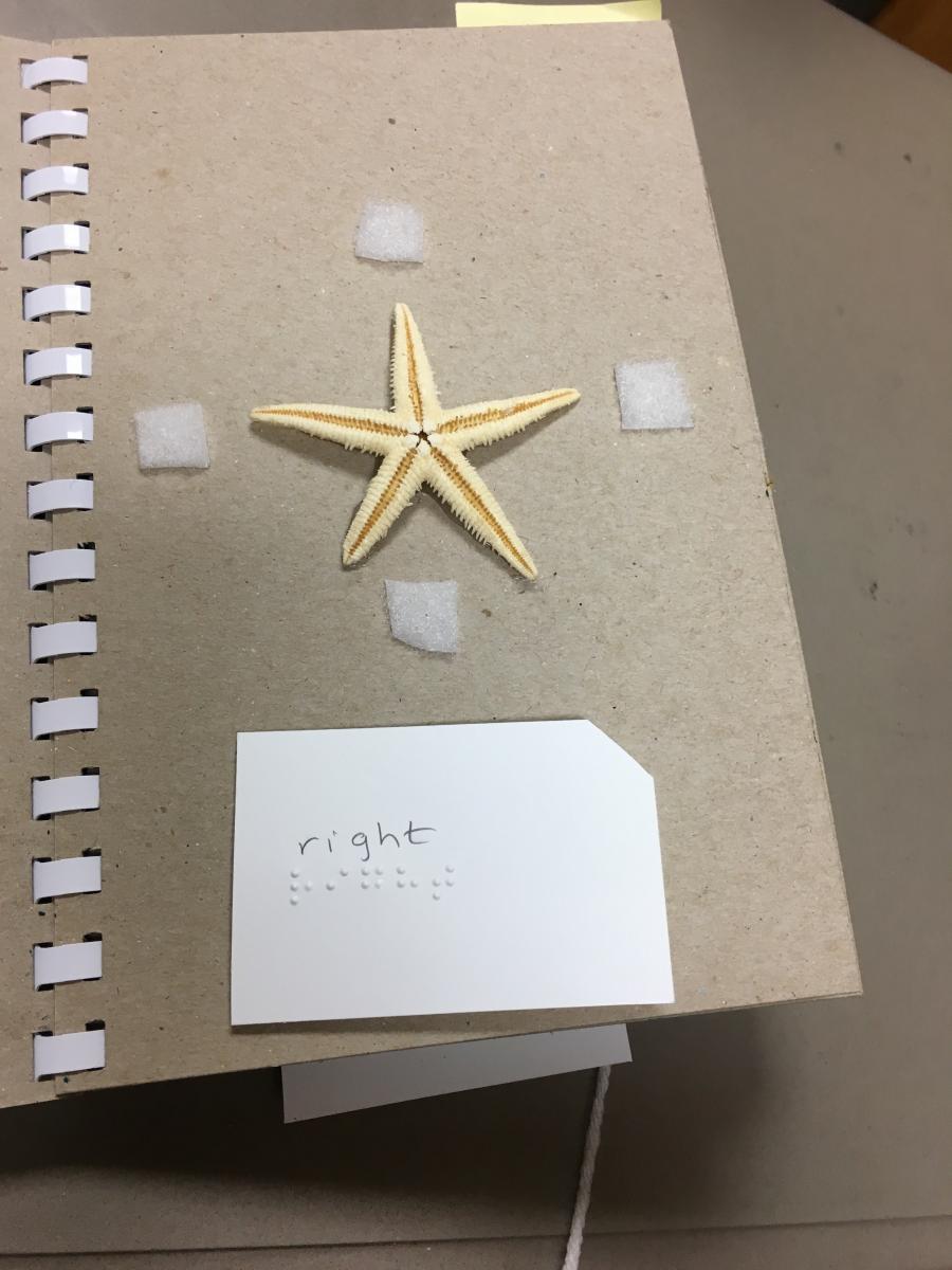 Starfish with "right" in print and braille