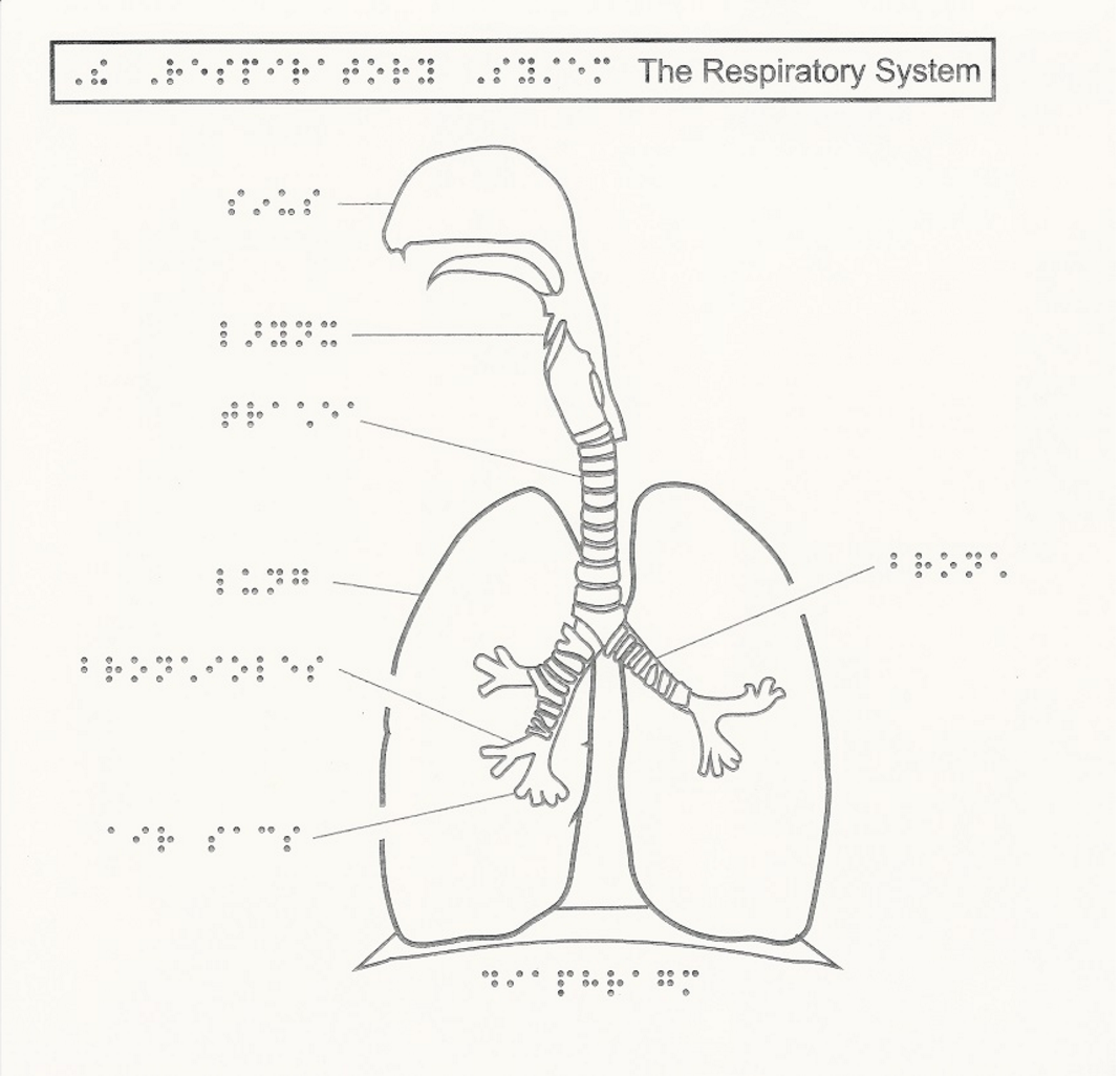 respiratory system