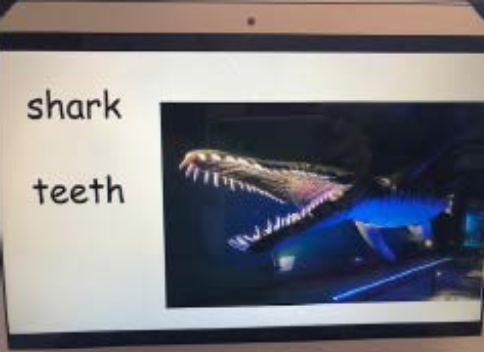 Shark teeth