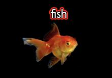 Goldfish with text "fish" with red bubble