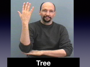 Man signing "tree"