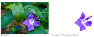 Two images showing removal of background leaves with a purple flower