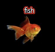 Goldfish with text "fish" with red bubble