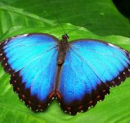 Blue butterfly on green leaf