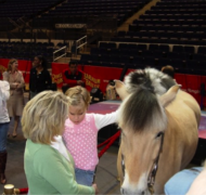 A young girl touches a pony.