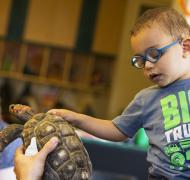 A young boy touches a turtle.