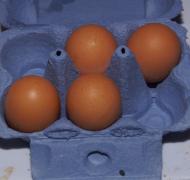 egg carton with 4 eggs