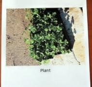 Index card with image of plants