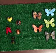 nature board with butterflies and bugs