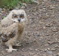 a baby owl on a dirt path