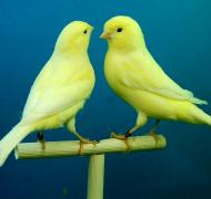 Two yellow birds sitting on a perch