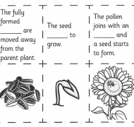 Close up of Plant Life Cycle worksheet