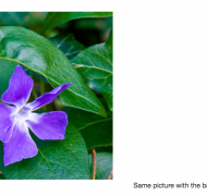 Two images showing removal of background leaves with a purple flower