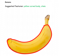Salient features of banana