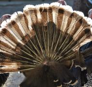 Turkey tail feathers