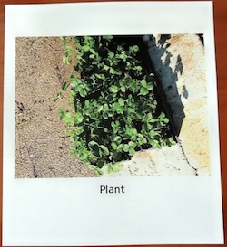 Index card with image of plants