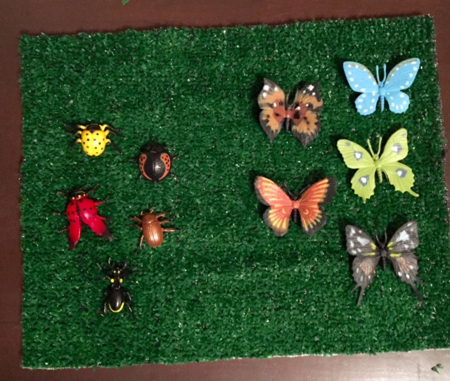 nature board with butterflies and bugs