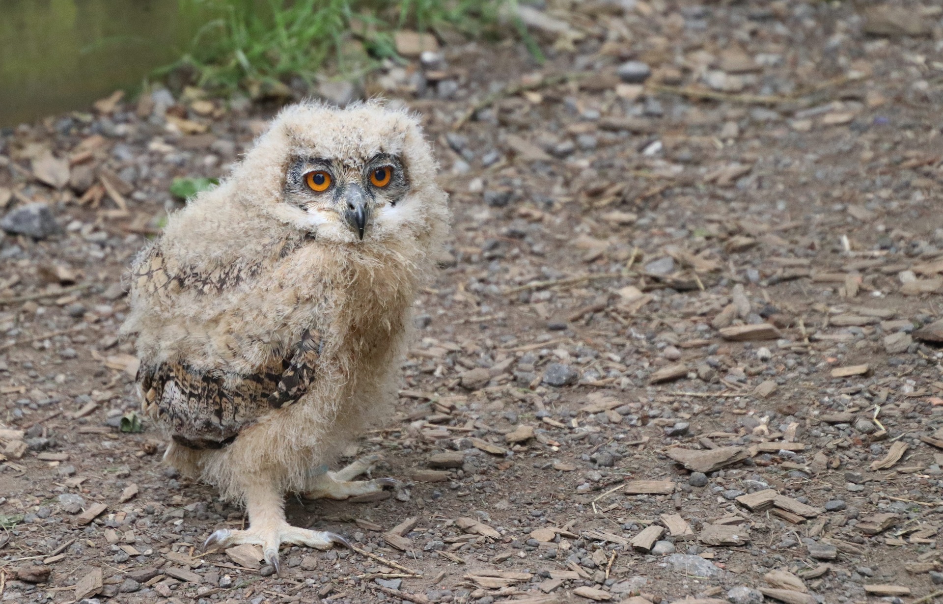 a baby owl on a dirt path
