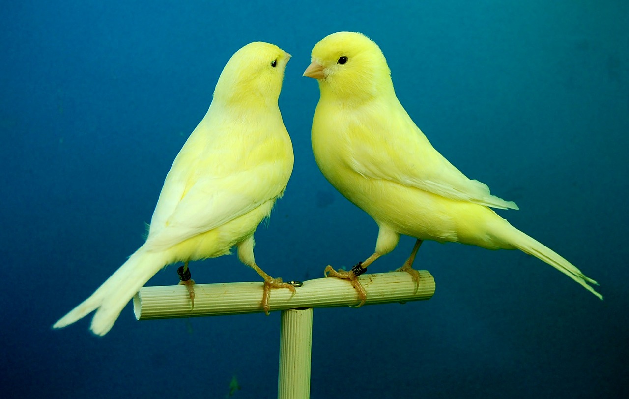 Two yellow birds sitting on a perch