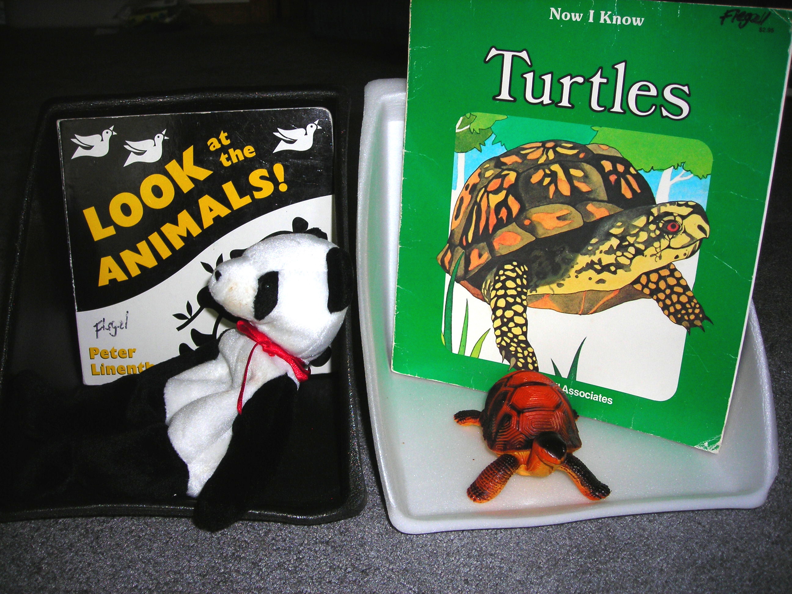 Image of panda bear and turtle with books
