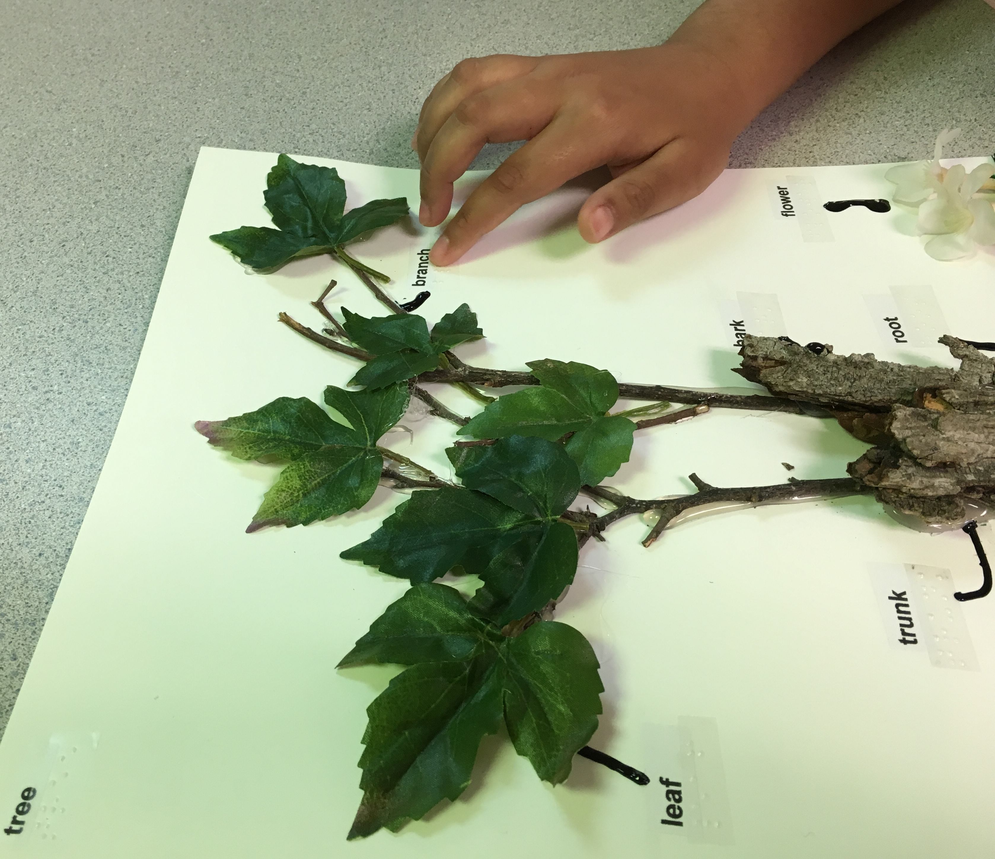 A student reads the braille on the tactile illustration of a tree.
